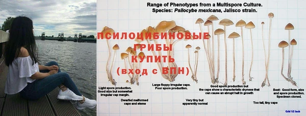 ГАЛЛЮЦИНОГЕННЫЕ ГРИБЫ Навашино